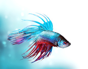 Obraz premium Kolorowe zbliżenie ryb Betta. Dragon Fish. Akwarium