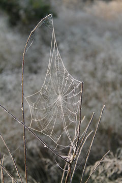 A Beautiful Spider's Cobweb on a Frosty Morning.