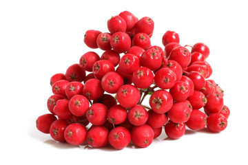 Branch of ashberry