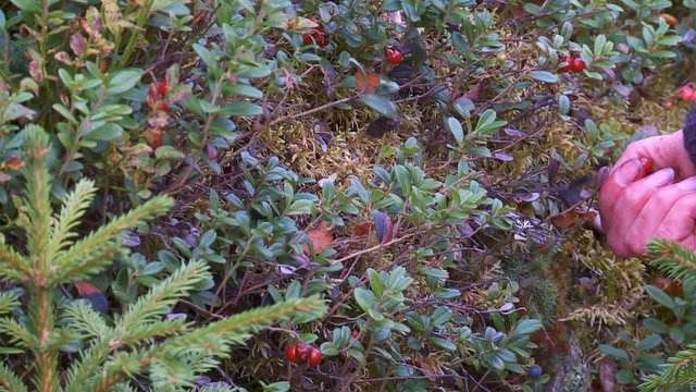 Blau- und Preiselbeeren