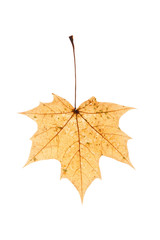 Autumn leaf