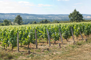 Fototapeta na wymiar Beautiful Vineyard Landscape