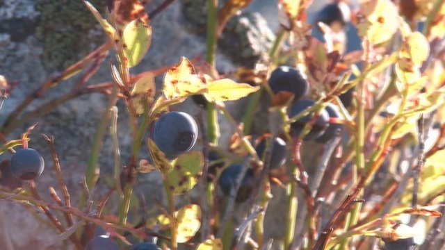 Blau- und Preiselbeeren