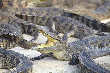 Crocodile