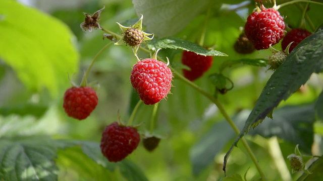 summer raspberry plantation and wind