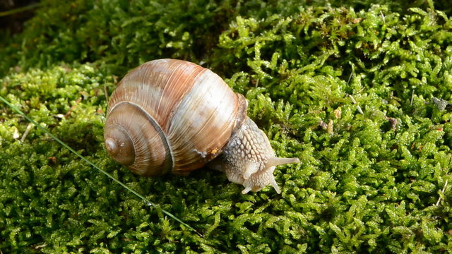 summer snail on green moss
