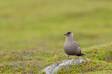 Schmarotzerraubmöwe, Arctic skua, Stercorarius parasiticus