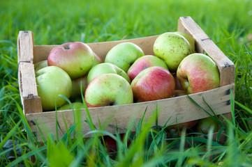 Draußen im grünen Äpfel ernten