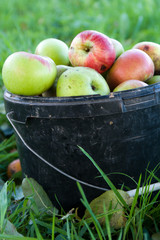 &Auml;pfel im Eimer