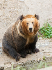 cute bear