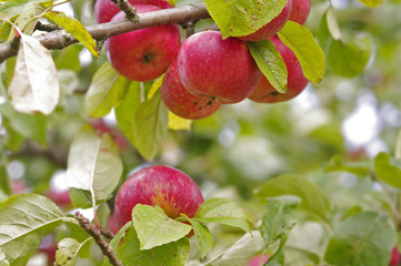 Red apple on tree