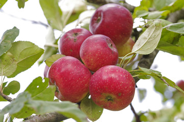 Red apple on tree