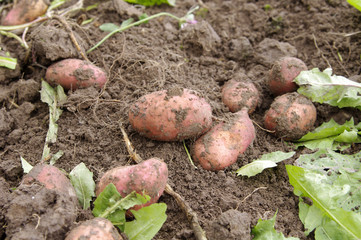 Freshly dug potatoes