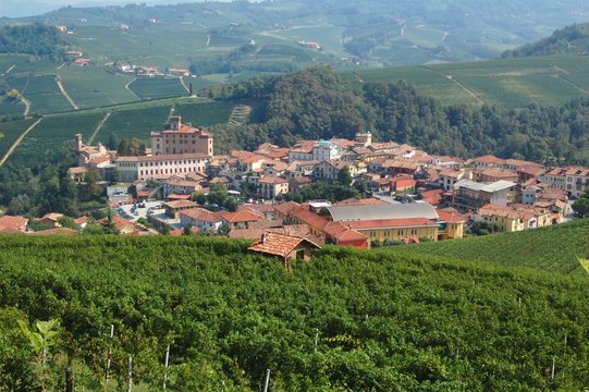 End of Summers - vineyards in the Langhe Piedmont Region, Italy