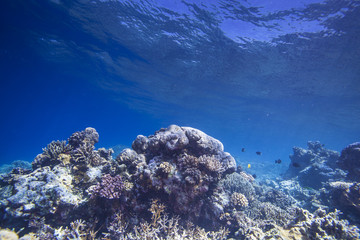healthy reef
