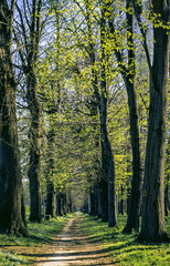 Fototapeta premium Monza Park