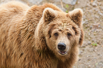 Fototapeta premium brown bear