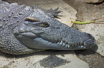 Crocodile siamois