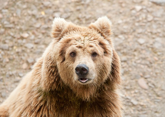 Fototapeta premium bear