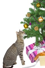 Cat eyeing the tempting Christmas decorations