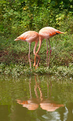 flamingo birds in love