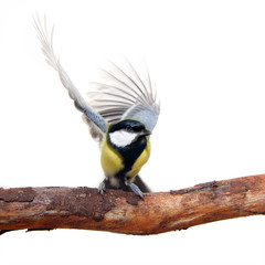 great tit bird, with elegant movement of the wings - 45813493