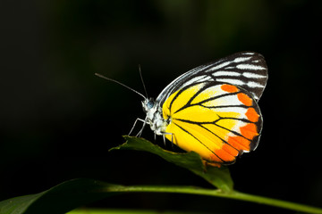Colorful Butterfly