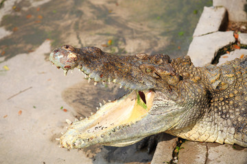Crocodile
