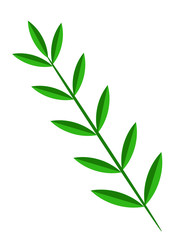Fototapeta premium Olive leaf