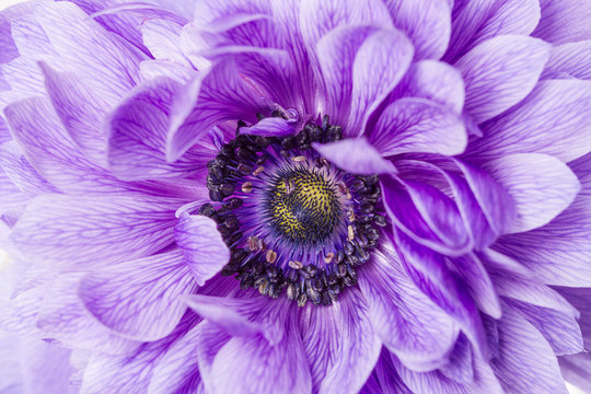 Fototapeta Purple flower macro