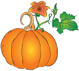 Fruit of the pumpkin