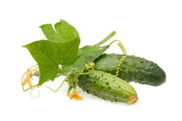 Cucumber with creeping vine, leaves and flower