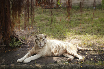 white tiger