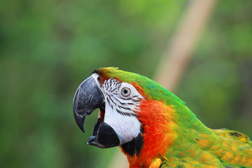 macaw
