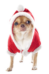 dressed chihuahua