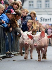 Ferkelrennen zum Erntedankfest