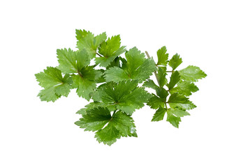Celery closeup on a white background