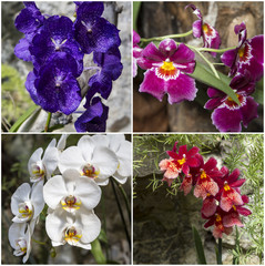 Orchids