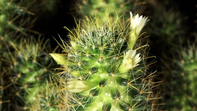 Time-lapse Opening white Mammillaria (Mammillaria gracilis)