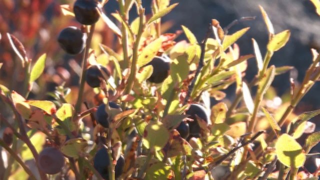 Blau- und Preiselbeeren