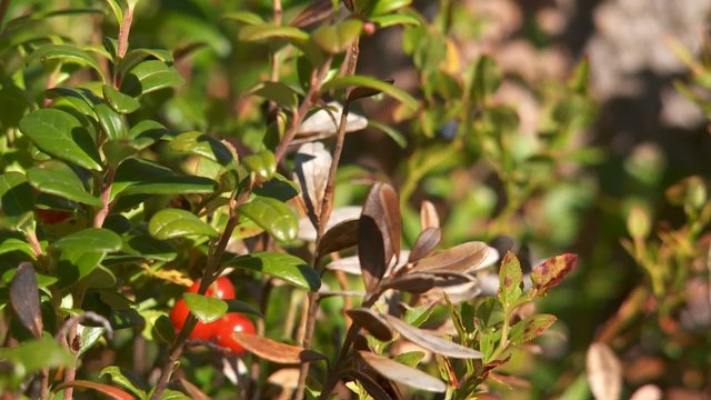 Blau- und Preiselbeeren