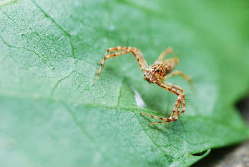 Brown striped spider on green leaf