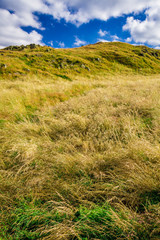 Grass on the hill in summer