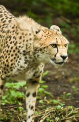 Cheetah or Acinonyx jubatus