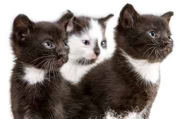 Closeup three small kitten isolated on white background