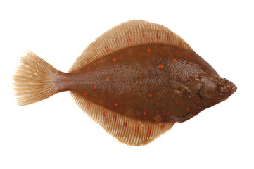 Fototapeta premium Plaice Fish