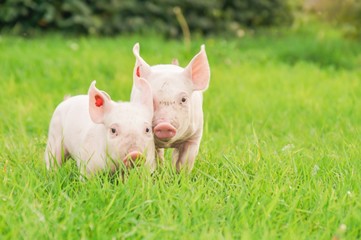 Ferkel auf Wiese