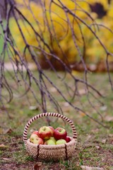 Apples in the autumn park