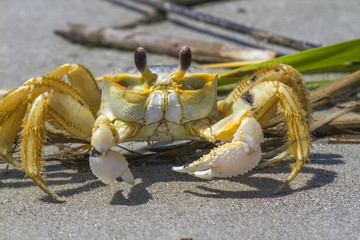 Ghost crab