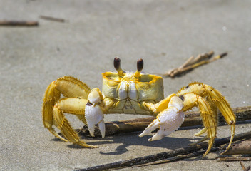 Atlantic ghost crab